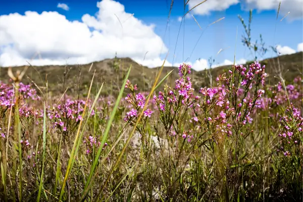 “Flores silvestres em campo aberto com montanhas ao fundo em Lavras, Minas Gerais, sob céu azul com nuvens.”
