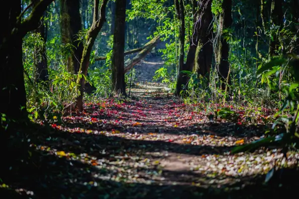 “Trilha sombreada em meio à mata de Minas Gerais, com folhas coloridas no chão e luz natural entre as árvores.”