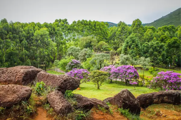 “Paisagem verde com árvores nativas e flores roxas ao longo de trilha ecológica em Minas Gerais.”