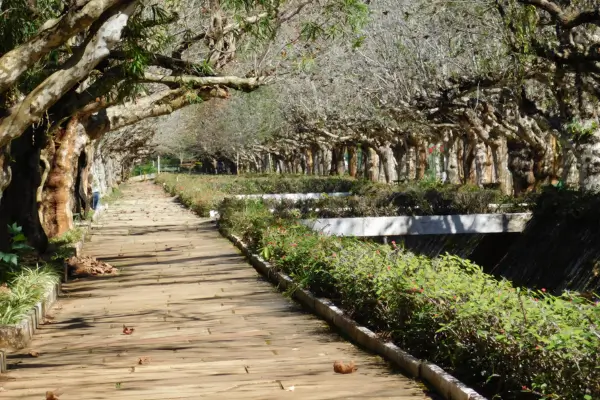 “Passarela de madeira ladeada por árvores e jardins no Parque das Águas de Caxambu, MG.”