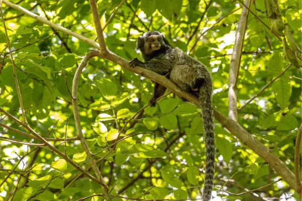 “Mico-estrela em meio à vegetação nativa da Serra da Mantiqueira, em Extrema.”