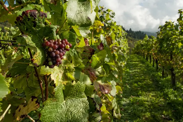 vinhedo no sul de minas produção de vinho de inverno.