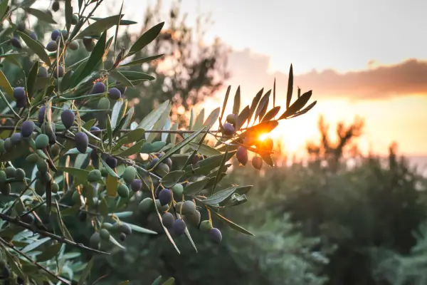 Ramo de oliveira ao pôr do sol